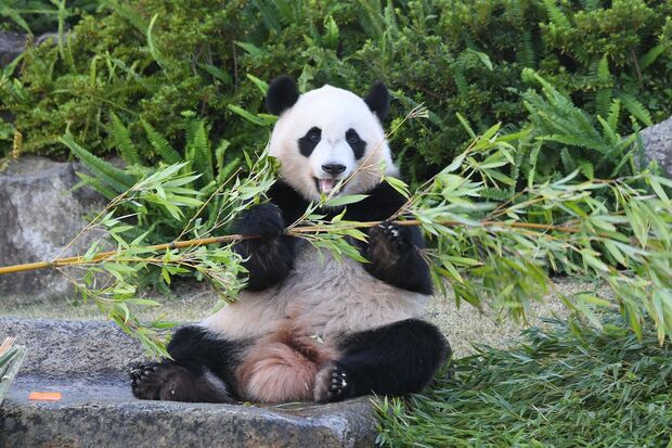 Are pandas only found in China? And why is that? What if we don't