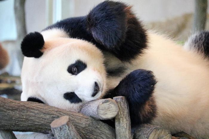 Are pandas only found in China? And why is that? What if we don't ...