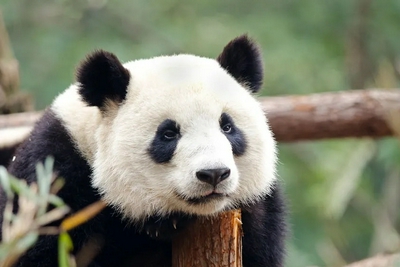 パンダは中国にしかいないか？その理由は？返還しなければ？